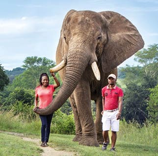 Bush Walk with the Elephant
