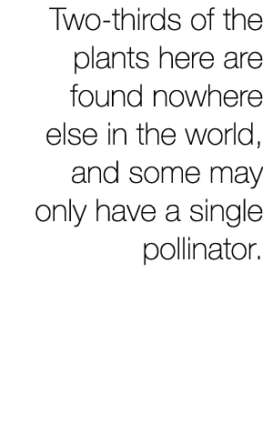 Two-thirds of the plants here are found nowhere else in the world, and some may only have a single pollinator. 