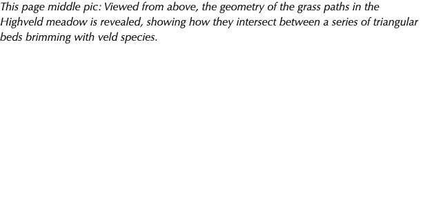 This page middle pic: Viewed from above, the geometry of the grass paths in the Highveld meadow is revealed, showing ...