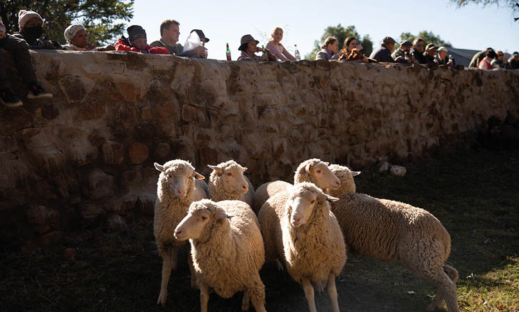 Karoo Winter Wool Festival 2024 by Samantha Reinders