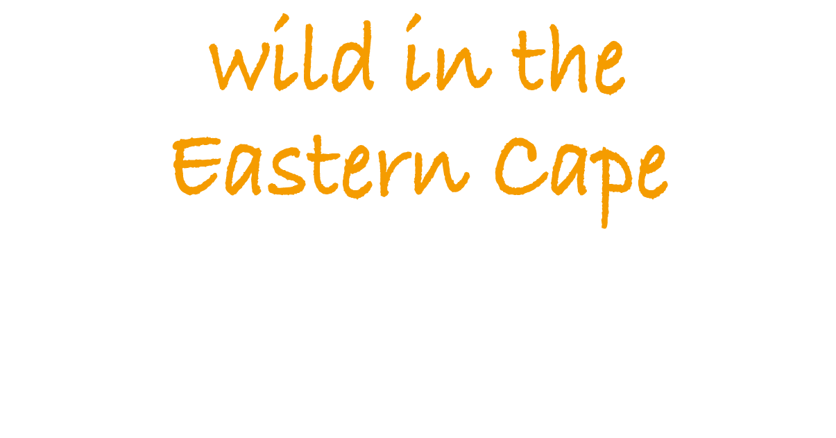 wild in the Eastern Cape
